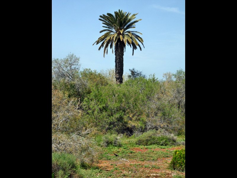 SDC10070.jpg - ödepalm