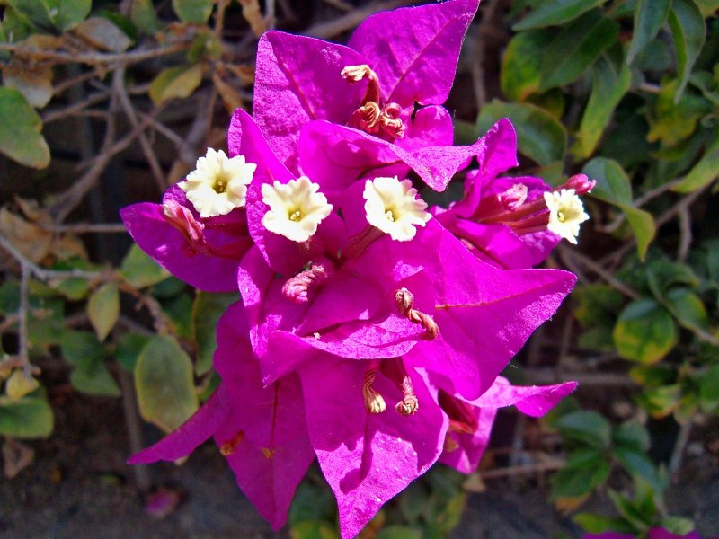 SDC10188.jpg - inne på botaniska trädgården i maspalomas