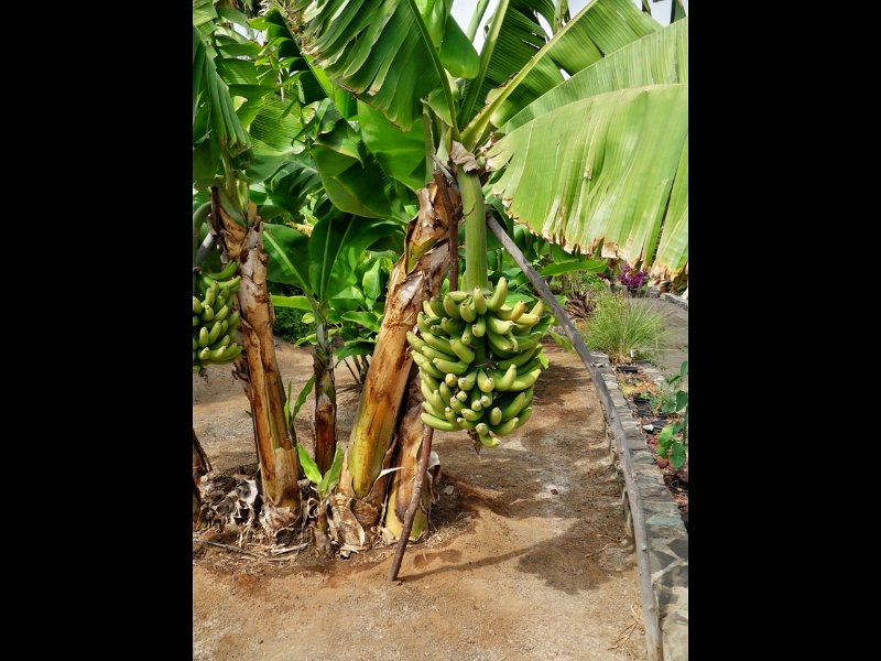 SDC10226.jpg - yes, we have no bananas...