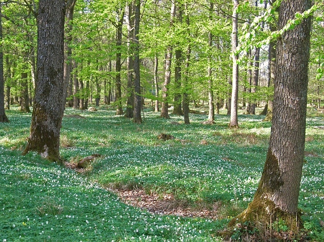prastgard15.jpg