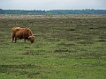 bison1