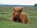 bison4